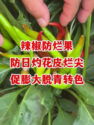 辣椒防烂果,防日灼花皮烂尖,促膨大脱青转色 #辣椒种植 #辣椒高产 #辣椒管理 #辣椒病害防治 #辣椒种植技术