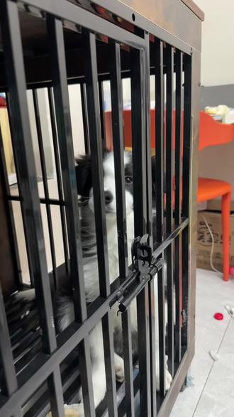 爹真的累了,顶顶。遛了一个小时,回家还陪你玩了这么久#边牧#狗 #嘤嘤怪