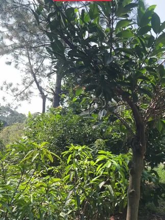 黄金山竹果树苗#盆栽果树 #助农