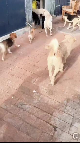 #狗王长毛#大哥~大头 大头做为前“CEO”,骨子里的骄傲依然在,长毛摁住立威,大头不服反驳,还是大头儿子~黑公子小跑过来当和事佬,长毛被触动,转身离开,有些忠诚,生于血缘,胜于权谋。@胡子大叔爱犬部落