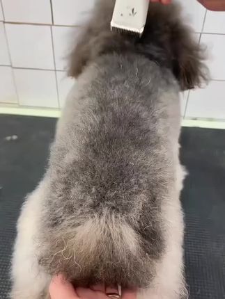 狗狗剃毛器宠物电推剪泰迪猫咪剃狗毛专业电动电推子修毛理发脚毛#萌宠好物 #电推子 #狗狗剃毛器 #无限回购的宝藏单品