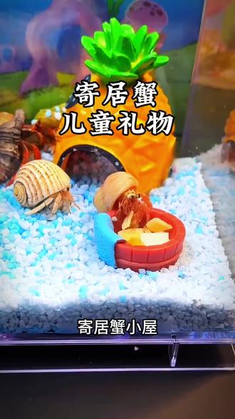 六一儿童节礼物就给孩子安排这个寄居蟹礼盒吧#寄居蟹 #儿童礼物