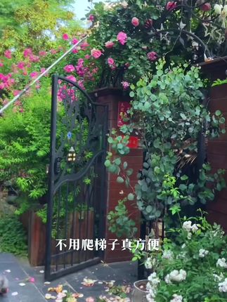 摘果不掉,修剪细枝,锯粗树枝,伸缩杆高远处取物,非常实用,家庭必备神器。#高空剪#不求人 #好用实惠#耐用