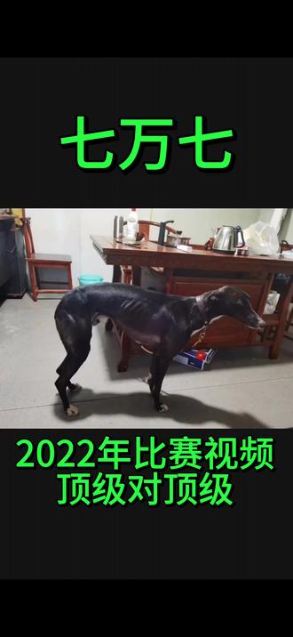 国内一线名狗七万七2022年比赛视频,顶级对战顶级