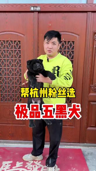 杭州粉丝,委托挑选,巨型五黑犬,可以用,虎背熊腰来形容,成年少说100斤,看家护院,威武霸气。#五黑犬#中华田园犬
