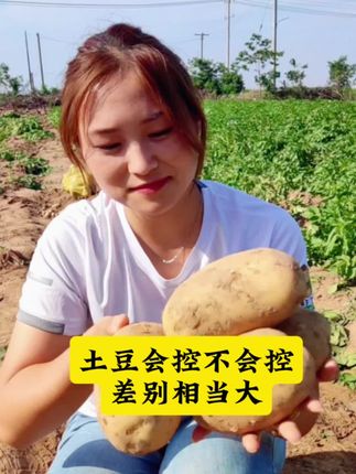 土豆会控不会控,差别相当大#农业种植 #土豆种植