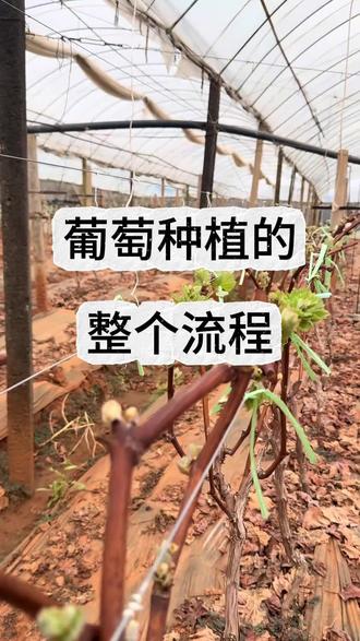 葡萄种植的整个流程你知道吗
