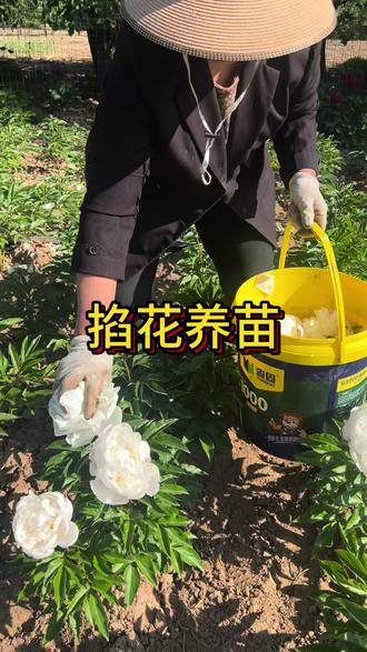 芍药掐花养苗 芍药花开败后也要及时掐掉,减少养分消耗#芍药种植 #芍药养护 #芍药养护方法 #芍药基地