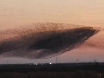 北冥有鱼,其名为鲲,这居然是真实的!