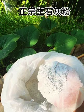 种菜要记!生石灰,菜园的得力助手 蔬菜收完后,可别让土地闲着,生石灰该派上用场了。别看它模样普通,在菜园里可是大有用处的法宝。 往地里撒些生石灰,它能迅速发挥作用,把土壤里藏着的病菌和虫卵消灭掉,阻止有害微生物滋生,为下一季种植铺好健康底子。 到了秋天播种,用生石灰处理过的土地肥力足、病害少。蔬菜在这样的土里生长,病虫害少了很多,长得又快又好,管理起来也省心。而且生石灰价格便宜,效果还好,性价比特别高,是种菜时经济又实用的选择。学会用它给土壤消毒,你的菜园秋天准能收获满满,生机勃勃! #种植小技巧 #土壤消毒 #超便宜超划算 #生石灰