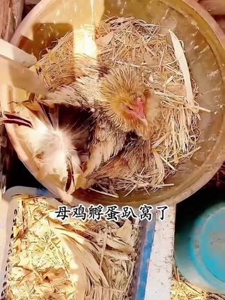 #养鸡人 #鸡鸭鹅养殖 #三农 #蛋鸡养殖 #散养土鸡