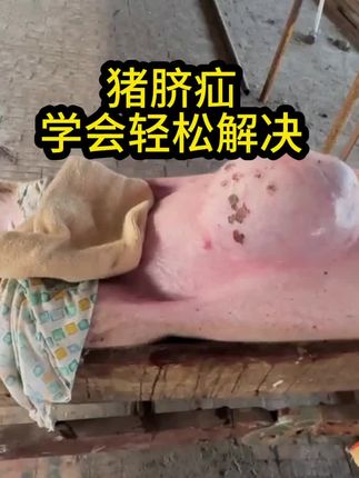 #养猪#养殖#三农#养殖技术