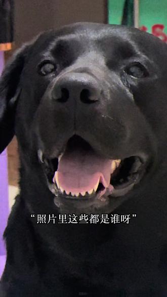 妈妈妈妈 照片里这些都是谁呀#照片里这些都是谁呀 #小狗日记 #这个世界上不能没有狗狗 #伪装乖犬