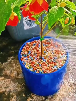 #种植小技巧 #爱生活爱养花 #养花小知识 #水培植物 #彩色陶粒