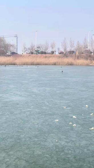 冰面开始逐渐消退,过两天就不用投喂了…#衡水湖 #野生鸟类 #白骨顶鸡 #投喂小动物的快乐 #立春