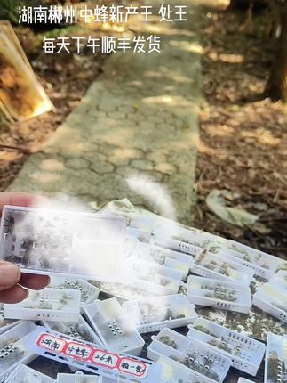 #蜜蜂养殖技术分享 湖南郴州桂阳中蜂育王繁殖基地#中蜂王 新开产王、处王 顺丰快递每天下午发货 包邮包活到手……#湖南中蜂 #同城热点 #中华小蜜蜂养殖