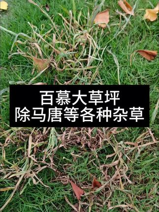 百慕大马尼拉草坪防除马唐等各种杂草#马唐 #草坪除马唐 #百慕大草坪除草 #马尼拉草坪除草 #稗草