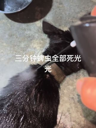 体外驱虫见效最快