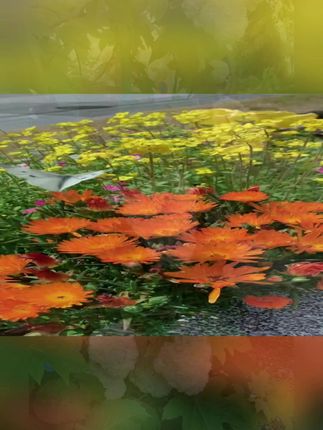 #71年猪 #83年猪 #95年的猪