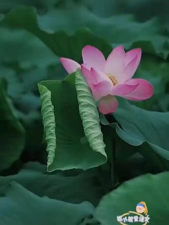 《荷花》#三年级 #三年级语文