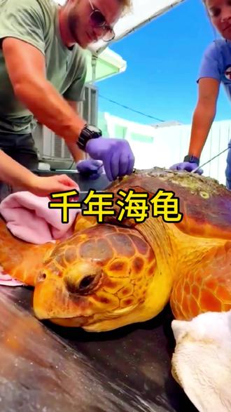 帮助百年海龟回归大海#海龟
