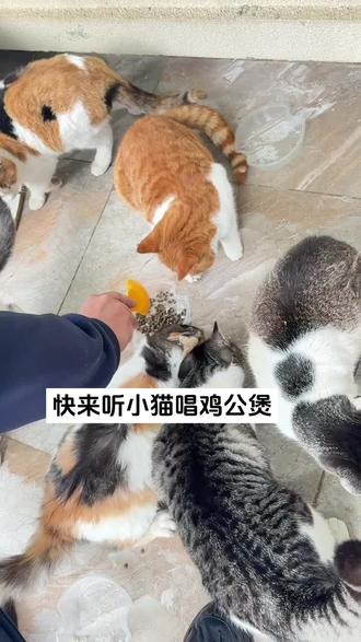 这首歌在我脑子里放三天了#鸡公煲鸡公煲经过我的胃 #圣诞鸡公煲出自动摇了#萌宠出道计划#流浪猫救助