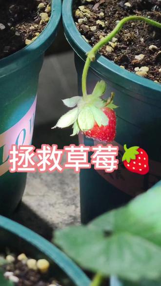 拯救草莓🍓
#热门 #草莓 #草莓养护方法 #种植小技巧 #养花人