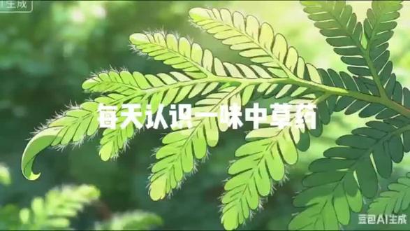 每天认识一味中草药-川贝母#抖音推广 #上热搜 #原创视频 #每日分享 #科普
