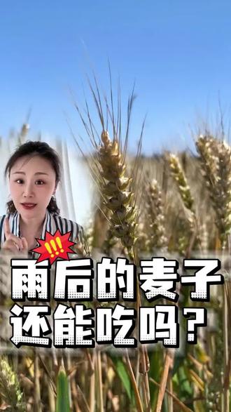 雨后的麦子还能吃吗? 麦子发芽咋办?别再傻傻分不清!分状态教你辨别,轻微萌动可食用,发霉变质严禁入口,受损麦子也会分类再利用,守护舌尖安全,麦收知识点快收好。#三夏 #麦收 #烂场雨 #创作者中心 #创作灵感
