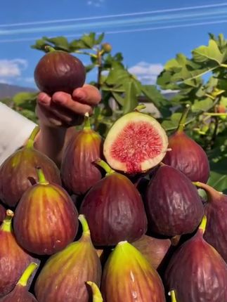 红皮无花果新鲜当天现摘当季水果软糯香甜孕妇小孩水果