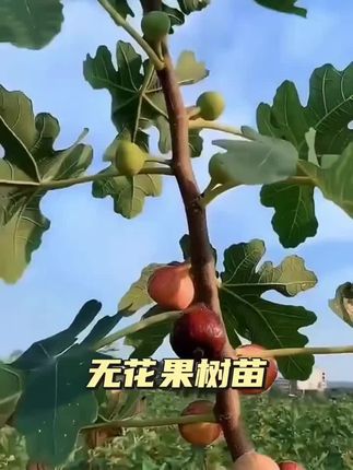 无花果树苗波姬红芭劳奈大果新品耐寒耐旱盆栽南北方种植当年结果#无花果树苗