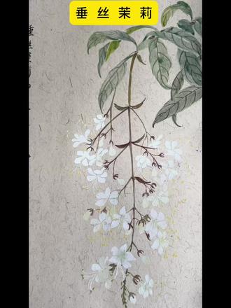 国画写生:垂丝茉莉#国画练习