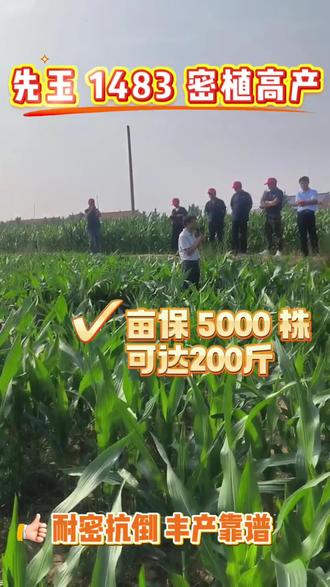 标准密植 5000 株,稳产 2200 斤妥妥的 #玉米想高产#稳产 #就种先玉1483