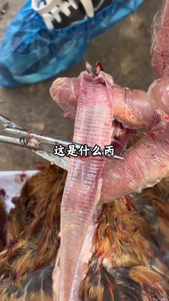 #养鸡 #养鸡人 #养鸡小妙招 #养鸡技术 #鸡