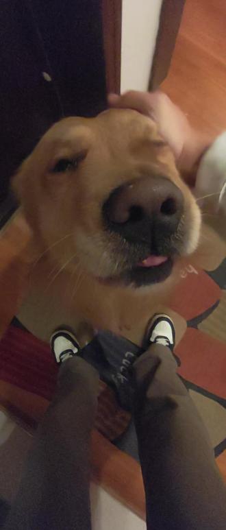 养狗人沉浸式回家vlog(配合演出的豆包)
#萌宠出道计划 #金毛 #萌宠vlog