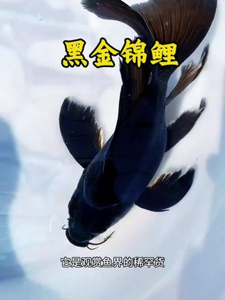黑金锦鲤 《别等“好运降临”,要让“好运上门”》 多数人在等运气,少数人在引运气——比如拥有这尾黑金锦鲤。它不是简单的摆件,是看得见的“幸运磁场”:黑色聚气,稳住你所有的底气;金色招运,接住每一次的惊喜。把它带回家,从此不是“盼好运”,而是“好运主动找你”。#强烈推荐 #每日分享 #观赏鱼 #强烈推荐 #上热门@抖加🔥上热门🔥dou+🔥热点宝