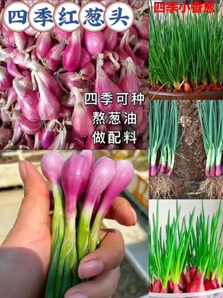 四季速生红皮火葱头农家四季小香葱种子秧苗分葱籽多年生阳台盆栽 #红皮火葱  #小葱种子 #四季小葱