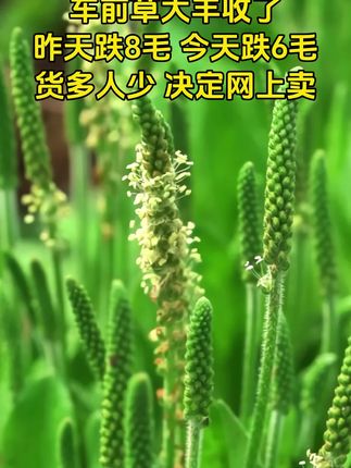 #上热门 #车前草#车前草煮鸡蛋 #车前草凉茶 #价格实惠质量好