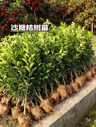 #沙糖桔 #沙糖桔苗 #果树苗 #果树种植