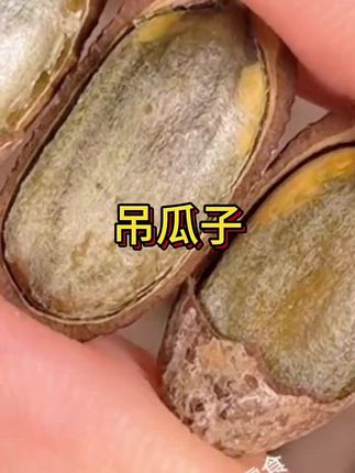 平时喜欢嗑瓜子吃坚果的姐妹一定要尝尝这个今年新货大颗粒吊瓜子,壳薄肉厚实,奶香浓郁,酥酥脆脆好吃不上火 #吊瓜子 #吊瓜子好吃不上火#优质农产品 #强烈推荐 #快来一起尝个鲜