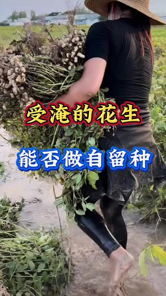受淹花生 能否做自留种#花生种植#花生种子#花生