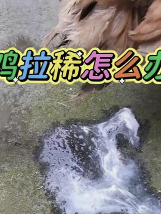 #养鸡人#养鸡小妙招#鸡拉稀过料#农村创业养殖#散养土鸡