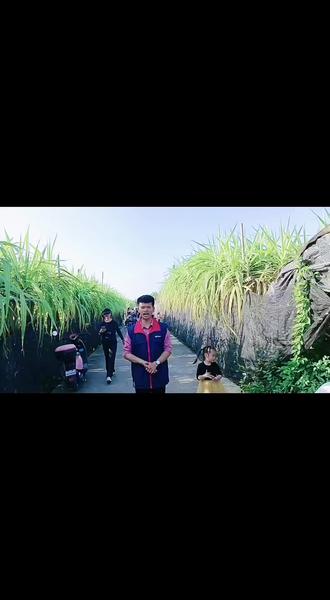 #广州百欢 ,爱❤️心助农,为南沙榄核蔗农加油助力,甜了千万人,苦了蔗农心❤️,百欢正在行动…✊️✊️✊️✊️✊️✊️✊️✊️✊️✊️