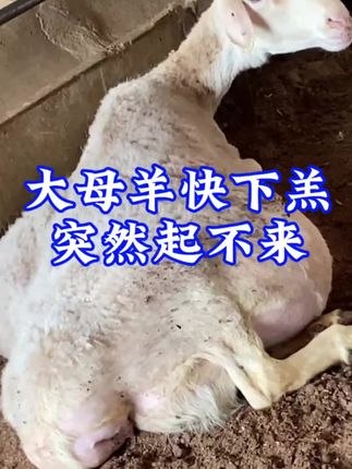 #养羊