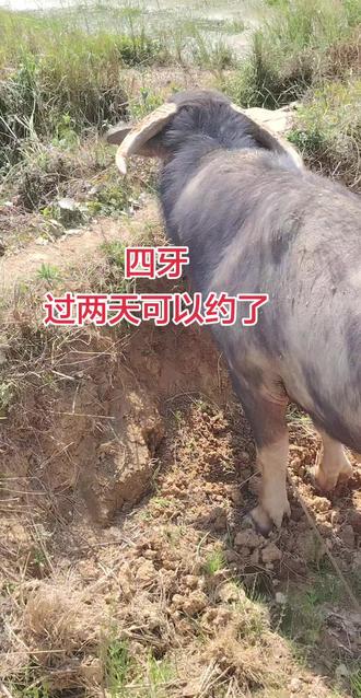 四牙600多公斤#斗牛 #斗牛爱好者