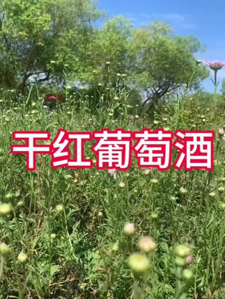 干红葡萄酒#葡萄酒 #在抖音入手的好东西 #送礼佳品 #高档大气上档次 #好喝不贵