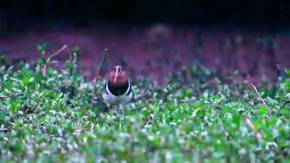 #野生鸟类摄影 彩鹬,非常胆小,早晚出来觅食。