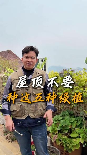 屋顶不要种竹子、榕树、爬山虎、构树等等一些比较大的大树,因为他的根系很发达,容易刺破防水导致漏水#屋顶漏水#漏水维修#防水补漏