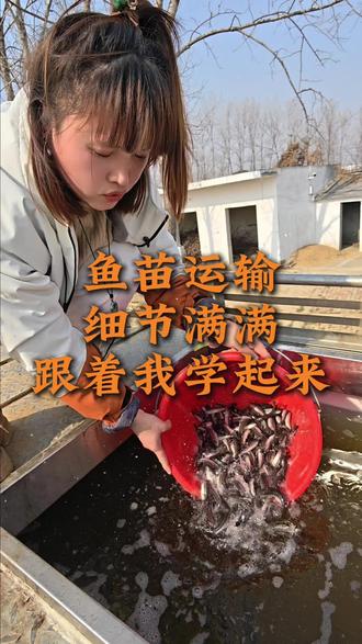^鱼苗运输过程中有什么需要注意的呢?看过来!^#三农#水产人#水产养殖#鲈鱼养殖#鲈鱼苗养殖技术