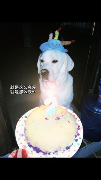 今天不偷吃,今天过生日。🎂#狗狗配餐 #拉布拉多
